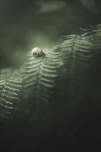 Snail crawling on leaf