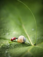 Close up of ladybug and snail on leaf