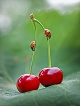 Close up of ladybugs on cherry stems