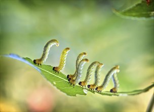 Caterpillars walking on leaf