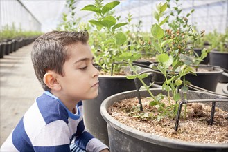 Hispanic boy in greenhouse examining plant