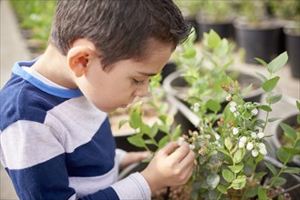 Hispanic boy in greenhouse examining plant
