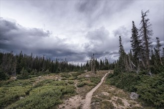 Clouds over trail in forest landscape