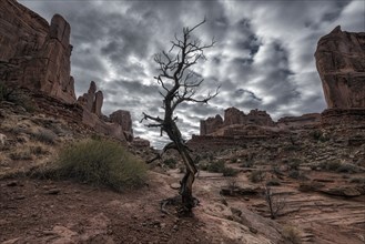 Barren tree  in desert under clouds