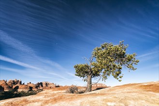 Tree in desert