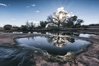 Reflection of tree in puddle