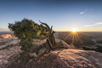 Tree in canyon at sunset