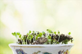 Sprouts growing in bowl