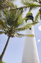 Lighthouse and tropical palm trees