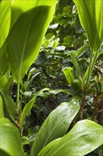 Lush vegetation in wet rainforest