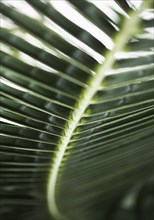 Close up green of plant leaf