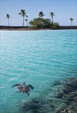 Turtle swimming in tropical water