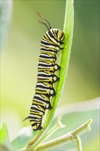 Monarch caterpillar crawling on leaf
