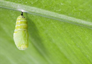 Monarch butterfly chrysalis hanging from leaf