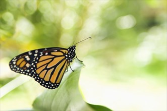 Monarch butterfly perching on leaf