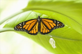 Monarch butterfly perching on leaf
