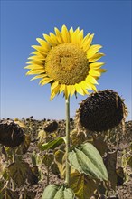 Sunflower growing in field of dead flowers