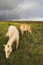 Horses grazing in rural field