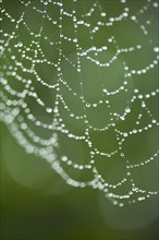 Close up of water droplets on spider web outdoors