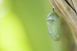Close up of butterfly cocoon hanging from tree