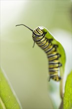 Close up of caterpillar climbing leaf