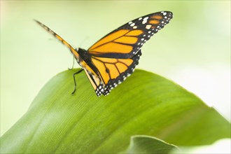 Close up of butterfly standing on leaf