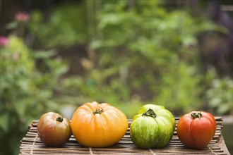 Colorful heirloom tomatoes on table outdoors