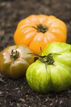Colorful heirloom tomatoes in soil outdoors