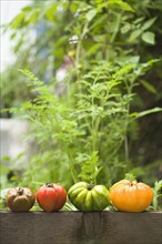 Colorful heirloom tomatoes on banister outdoors