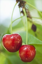 Close up of cherries hanging from tree
