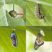 Four images of caterpillar growing into cocoon and butterfly
