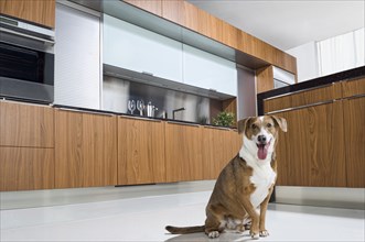 Dog panting on floor of modern kitchen