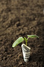 Dollar wrapped around seedling in dirt