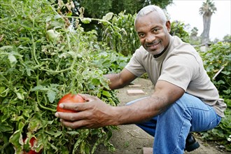 Black man picking tomatoes in community garden