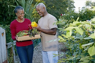 Black couple gathering vegetables in community garden