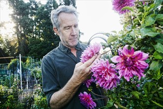 Caucasian man examining flower in garden