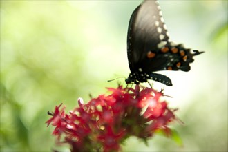 Butterfly perching on blooming flower