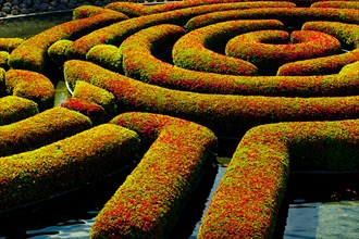 Maze-shaped hedges in formal garden