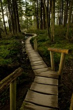 Wooden walkway through forest