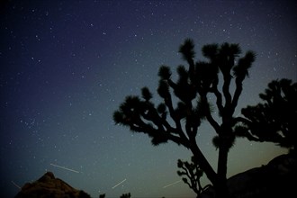 Stars in sky over desert