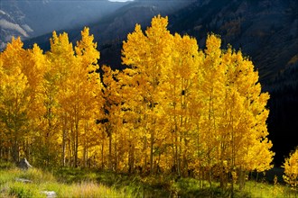 Yellow trees in rural landscape