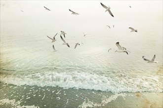 Birds flying over waves on beach