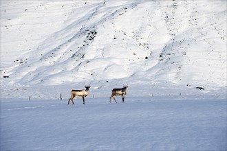 Reindeer grazing in arctic landscape