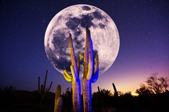Illuminated cacti growing under full moon in desert