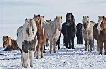 Horses standing in snowy field