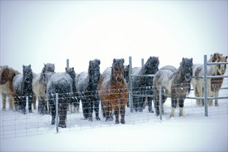 Horses standing in snowy pen