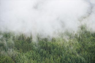Fog over evergreen treetops in mountain forest