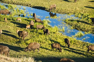 Buffalo herd grazing in grassy field near creek