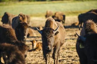 Buffalo herd standing in field