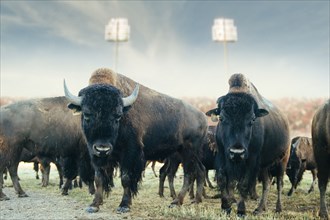 Buffalo herd standing in field at sports stadium